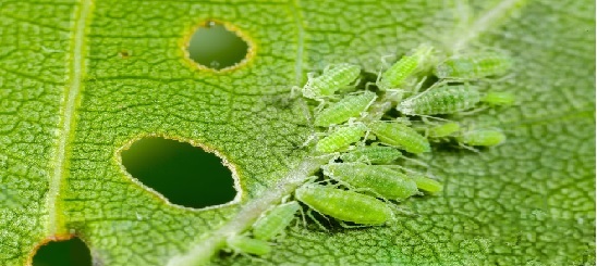 Aphids